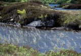 Assynt