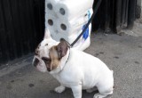 Self-cleaning dog?